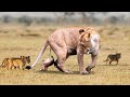 How Mother Lion Giving Birth To Cute Cubs At Zoo