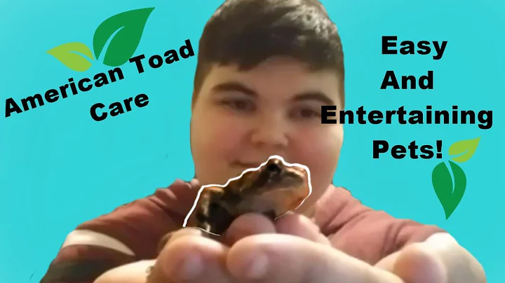 American Toad Care Guide