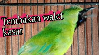 masteran cucak ijo gacor..!! materi kasaran walet.??