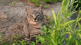 田んぼで生まれた無邪気な子猫たち