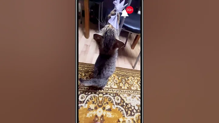 Watch the video about Adorable Scottish Fold Kitten's Hilarious Paper Butterfly Playtime! 😺🦋#cats #catlover #catvideos