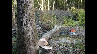 Chainsaw Felling Technique: DOUBLE V-CUT (For SMALL diameter forward leaners)