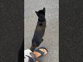 Lost Cat Found Me Blackcat Shorts