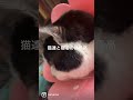 猫犬のいる生活