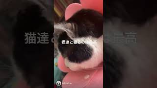 猫犬のいる生活