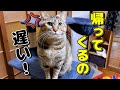 仕事の帰りが遅くなってしまったときの猫の反応が可愛すぎた！