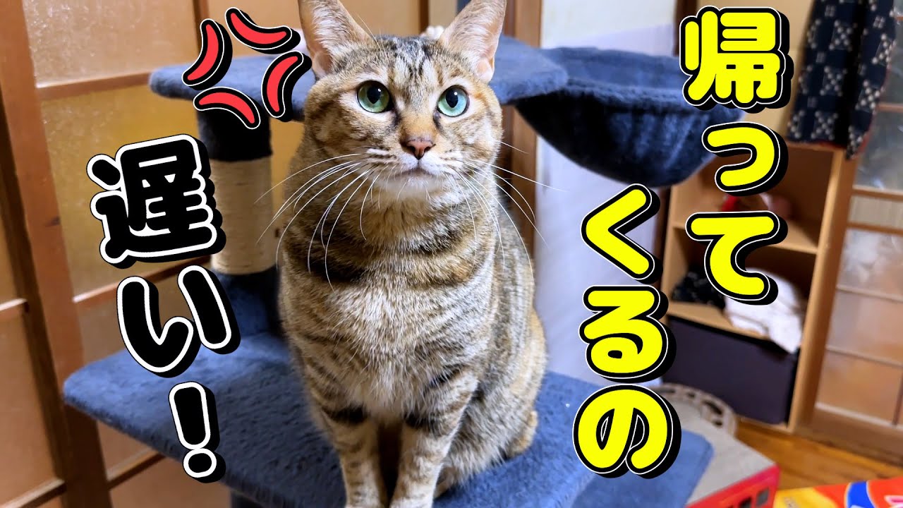 仕事の帰りが遅くなってしまったときの猫の反応が可愛すぎた！