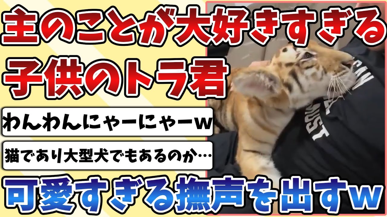 【2ch動物スレ】ご主人が大好きすぎる甘え上手な子供の『トラ』君が思わず可愛すぎる撫で声を披露してしまうｗｗｗ