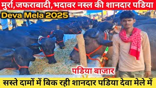 Excellent Cattle Of Murrah, Jafarabadi, Bhadawar Breed Came To The Fair Deva Mela Cattle Video ...