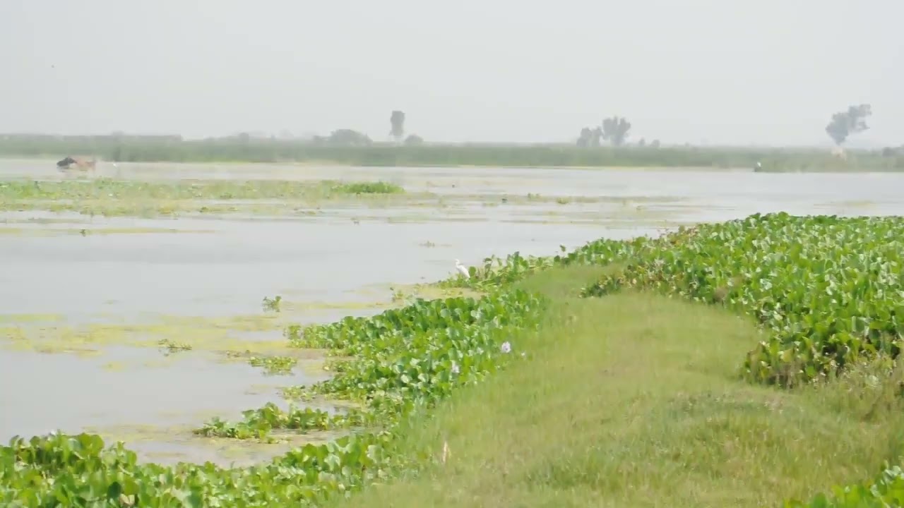 382-Medium Egret Ardea intermedia, Harike wetland, Punjab, India, 18.09.2024