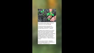 Секрет успешного выращивания перца