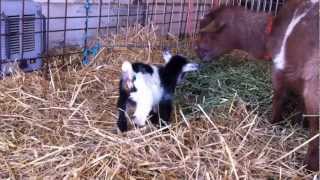 Dancing Baby Goat - Nigerian Dwarf Kid - Five Days Old - Happy Dance
