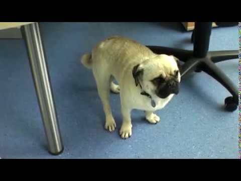 Video: Cushing syndrom hos hunde
