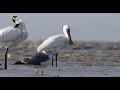 Migratory Shorebirds and Filming Challenges