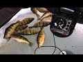 Ice Fishing PERCH on Devils Lake - Quick Limit