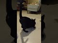 cute cat nice cat every animals tiger lion rabbit monkey Gorilla Bird #viral #video #funny #short
