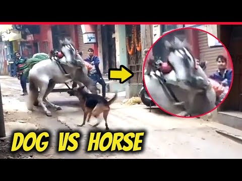 Pitbull Attack - DOG vs HORSE !!!