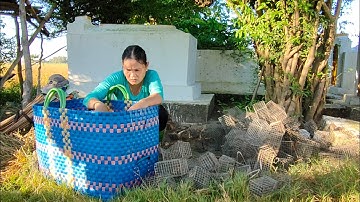 Bẫy Chuột Theo Đường Mòn Ở Miền Tây #sănbắtchâuđốc