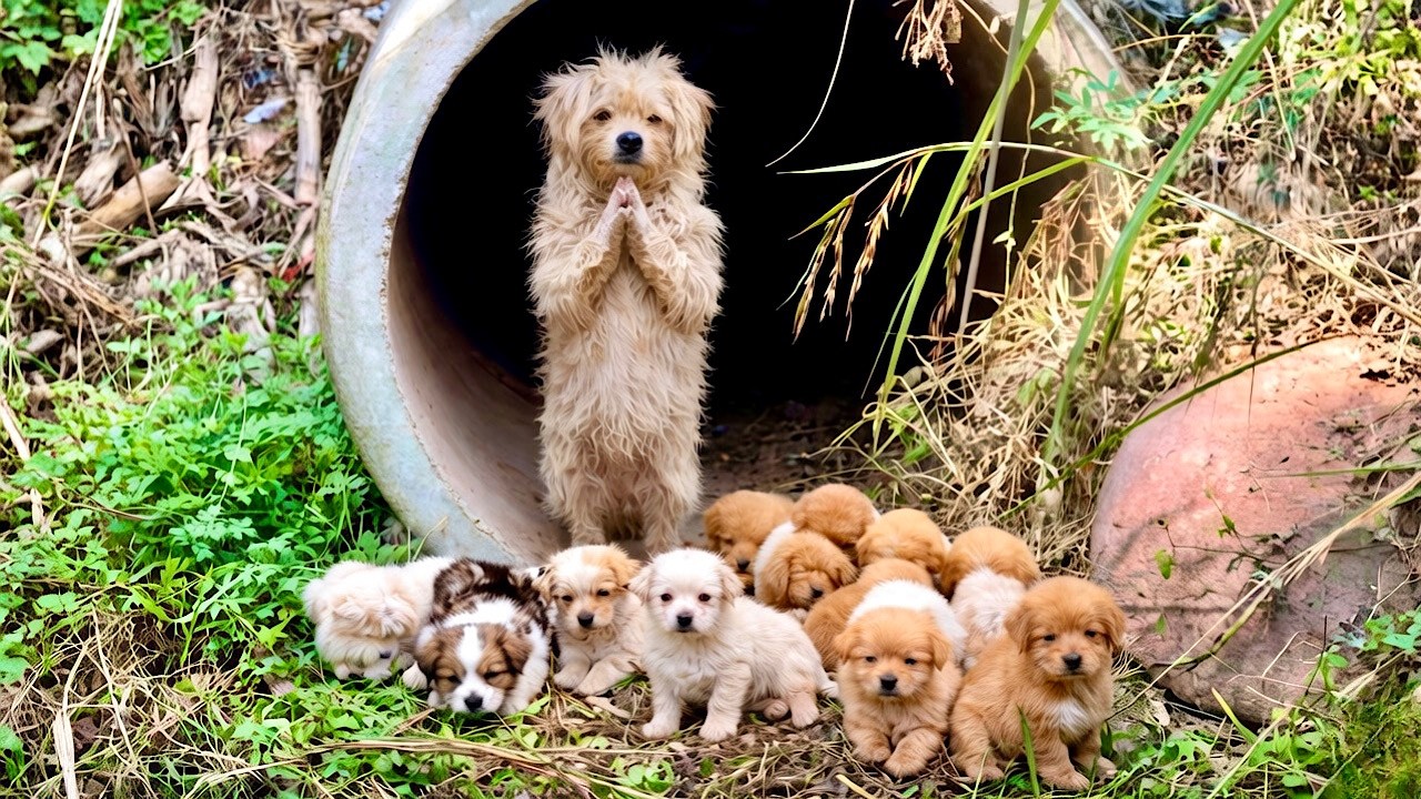 У реки случайно встретил(а) собачью маму 🐕 и выводок щенков — её следующий поступок ошеломил меня 🥰