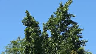 1:44pm April 29, 2026 - Sunny, Var. Dir. West Winds (WSW, West, WNW, NW)