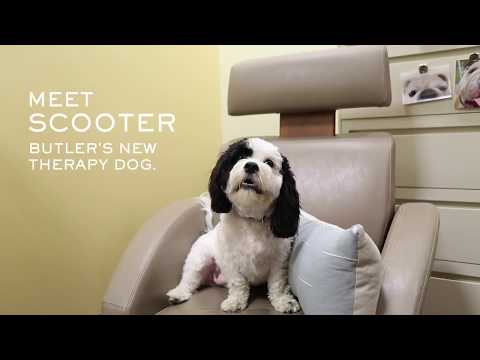 Video: Meet Scooter: Paralyzed By Gunshots Turned Hero Therapy Dog