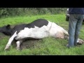 Cow goes down with milk fever