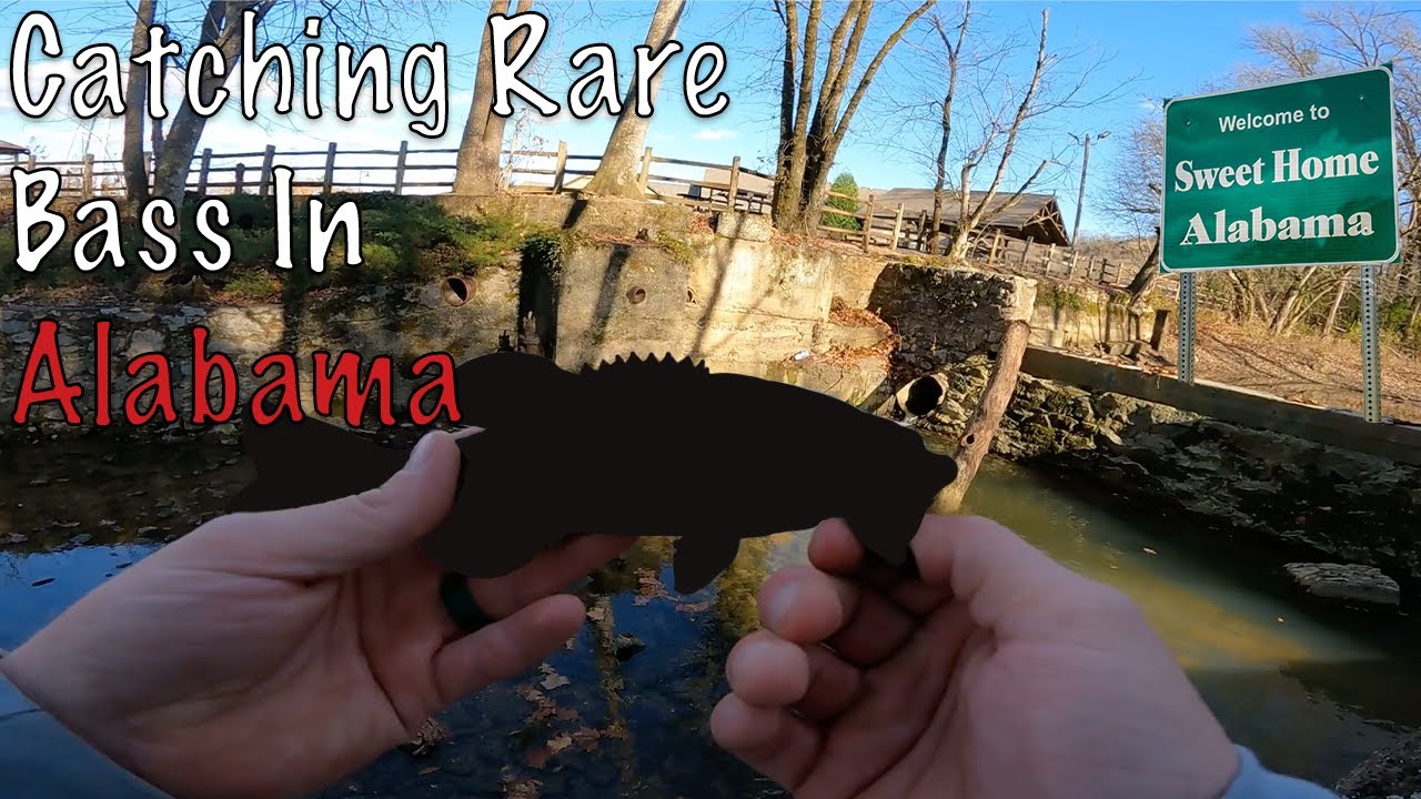 I Caught a Rare Bass in Alabama