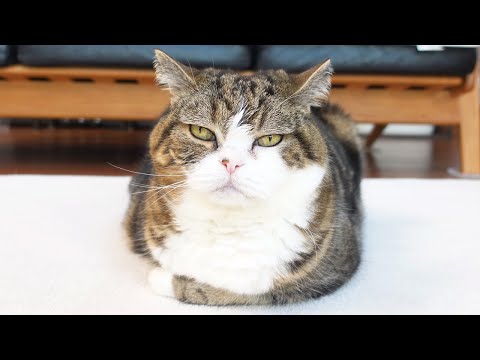 箱にぴったりと収まってるねこ。-Maru is fitting snugly in the box.-