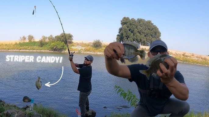 Fishing for Striper, Catfish and Bluegill at Stockton CA, Canals