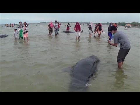 Only 3 out of 45 whales survive after Java stranding