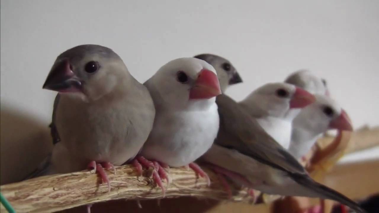 センターを狙う文鳥の雛たち トトトトリ