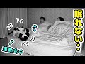深夜に大運動会を行いパパとママの眠りを邪魔する兄弟猫