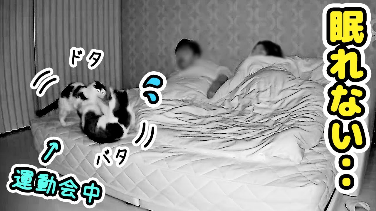 深夜に大運動会を行いパパとママの眠りを邪魔する兄弟猫