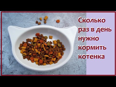 Вопрос: Как кормить котят?