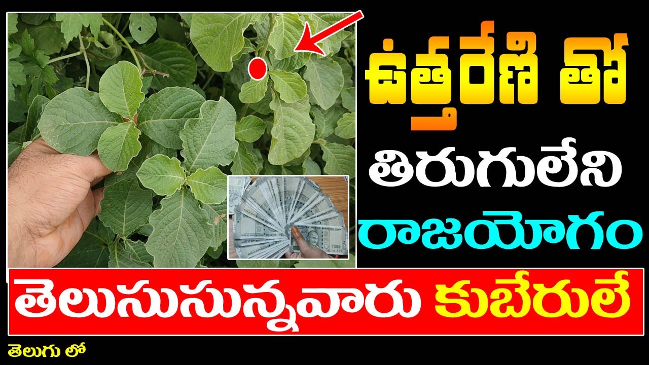 ఉత్తరేణి తో తిరుగులేని రాజయోగం ! తెలుసుకున్నవారు కుబేరులే ! || 