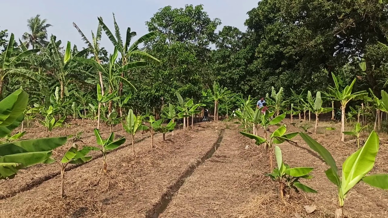 Pengairan Kebun Pisang  pada Musim Kemarau YouTube