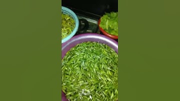 Nhộng muồng tây nguyên