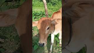 Gorur Gari Gaan Viral Guru Video