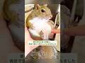 優しい女性が餌台に挟まった小さなリスを救出したら... #リス #リス救出 #リス可愛い #リス動画 #リス感動