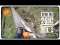 Stihl MS 261C Käferholzfällung Teil  2