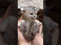 抱っこしたら鳴いちゃった…可愛すぎる子猫🐱