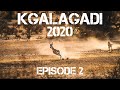 Kgalagadi Transfrontier National Park 2020, Mata Mata (Episode 2)