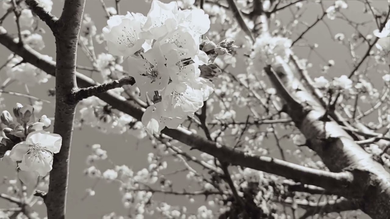 ‪@-earth.plants-animals‬