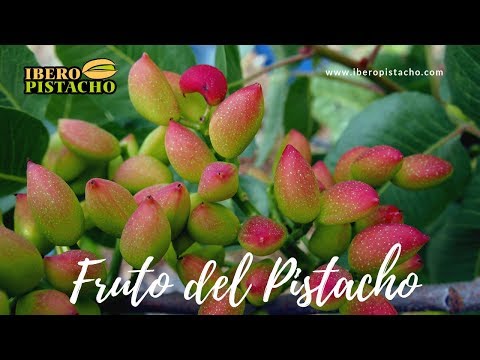 Volwassen pistacheplantage in juni - IberoPistacho