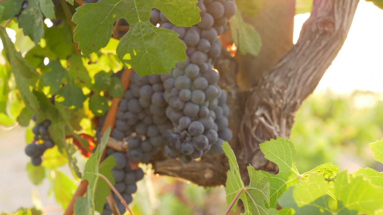 2017 Ponzo Zinfandel - Ridge Vineyards