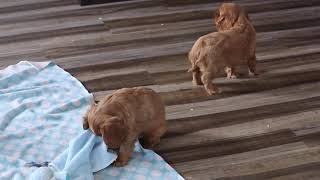 Cavalier King Charles Spaniel Puppies For Sale