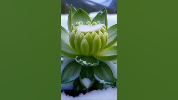 Hoa Sen Tuyết Liên trong truyền thuyết hoá ra là có thật