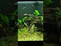 Healty and hungy fish #fish #aquarium #plantedtank #aquascape #fx6 #clearwater