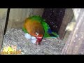 Lovebird Menetas Brp Hari