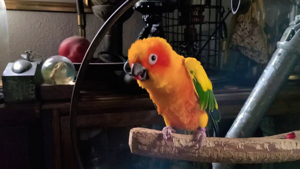 Can Sun Conures Eat Pomegranate